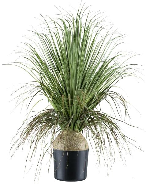Beaucarnea H 68 con radici - Sconti per Fioristi e Aziende . - Artificiale con vaso