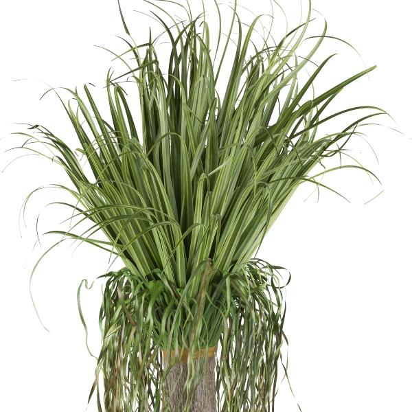 Beaucarnea H 125 con radici - Sconti per Fioristi e Aziende . - Artificiale con vaso