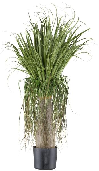 Beaucarnea H 125 con radici - Sconti per Fioristi e Aziende . - Artificiale con vaso