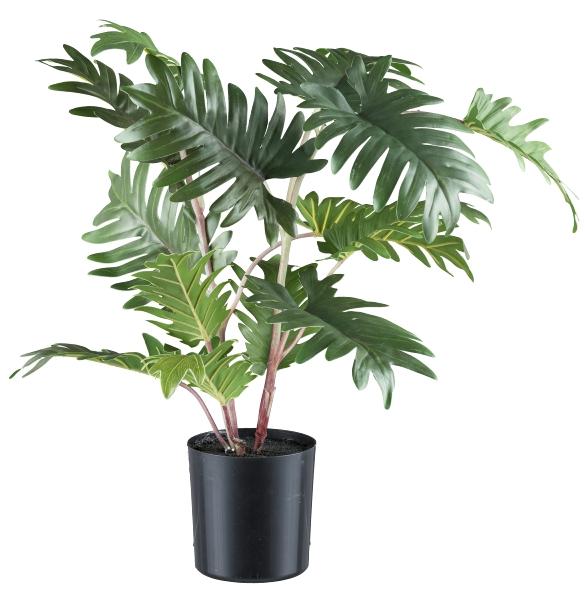 Monstera H 50 con 12 Lvs  - Sconti per Fioristi e Aziende . - Artificiale con vaso