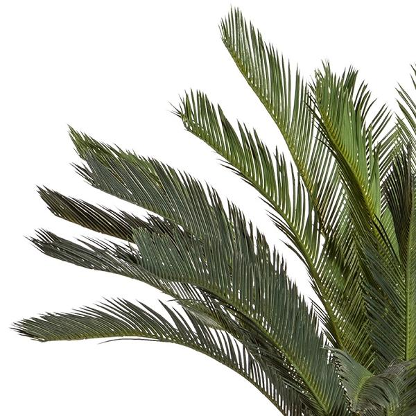 Cicas Palm H 130 con 29 Lvs - Sconti per Fioristi e Aziende . - Artificiale con vaso