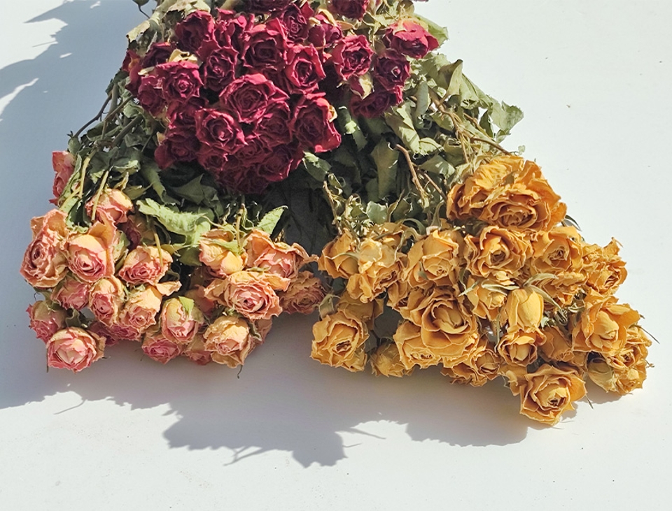 Rose x 20 Dry H 60 dm. 2.5 cm - Sconto per Fioristi e Aziende .