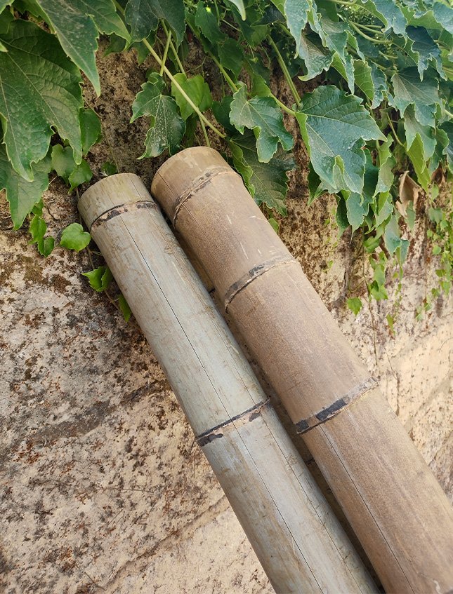 Canna di Bamboo dm 9/10 - Sconti per Fioristi e Aziende . - Alte cm.200-250-300