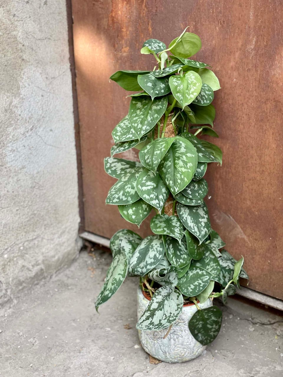 Scindapsus Pictus H 120  - Sconto per Fioristi e Aziende . - Cadente in poliester