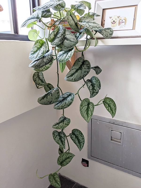 Scindapsus Pictus H 120  - Sconto per Fioristi e Aziende . - Cadente in poliester