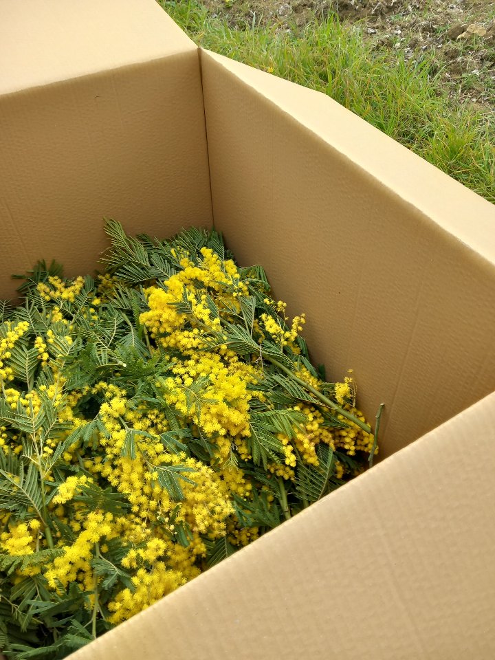 ESAURITA Mimosa Fresca box da Kg. 3 - Sconti per Fioristi e Aziende - Acacia Dealbata - Goulois