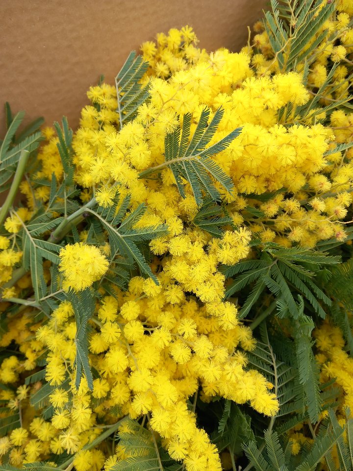 ESAURITA - Mimosa Fresca box da Kg. 3 Acacia Dealbata - Goulois - Sconti per Fioristi e Aziende