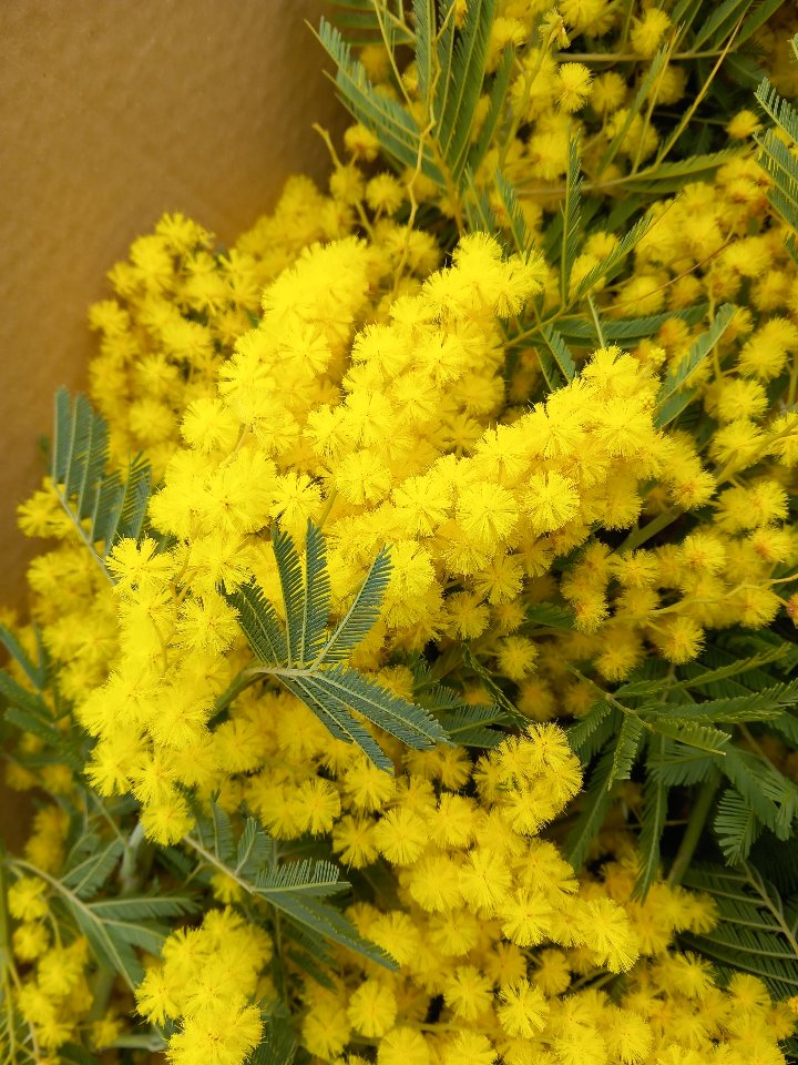 ESAURITA Mimosa Fresca box da Kg. 3 - Sconti per Fioristi e Aziende - Acacia Dealbata - Goulois