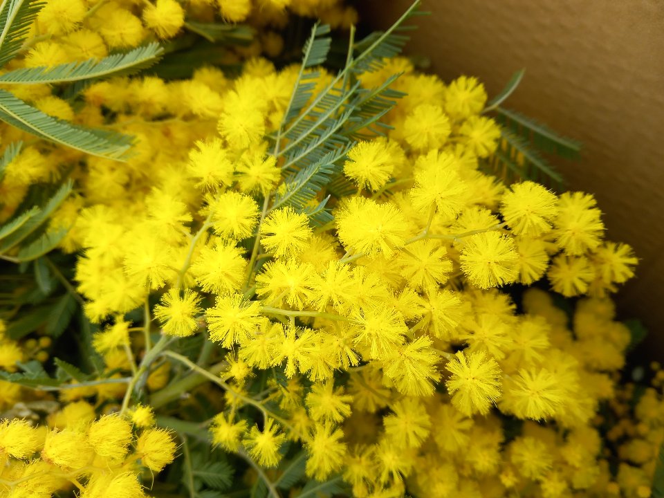 ESAURITA - Mimosa Fresca box da Kg. 3 Acacia Dealbata - Goulois - Sconti per Fioristi e Aziende