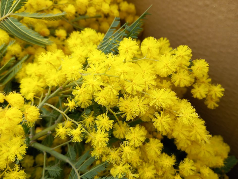 ESAURITA - Mimosa Fresca box da Kg. 3 Acacia Dealbata - Goulois - Sconti per Fioristi e Aziende