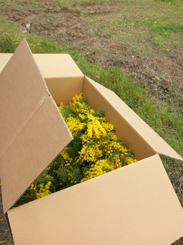 ESAURITA - Mimosa Fresca box da Kg. 3 Acacia Dealbata - Goulois - Sconti per Fioristi e Aziende