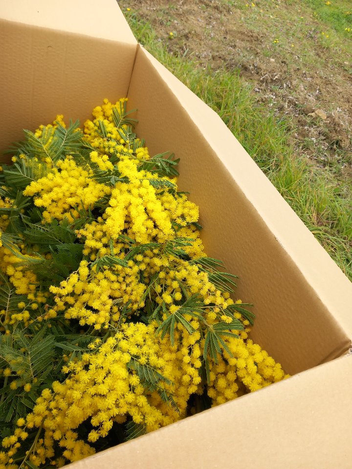 ESAURITA Mimosa Fresca box da Kg. 3 - Sconti per Fioristi e Aziende - Acacia Dealbata - Goulois