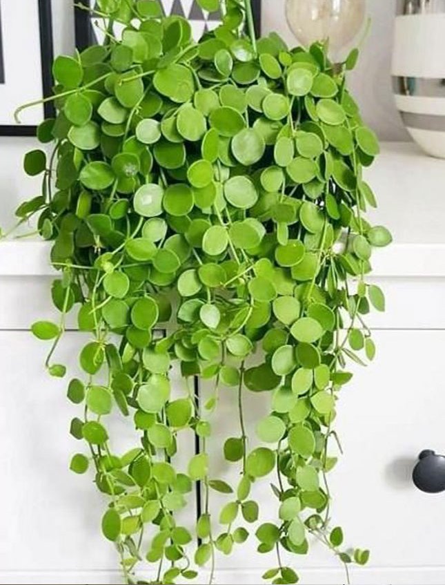 Pilea Cadente in gomma - Sconti per Fioristi e Aziende -  H 90 Artificiale