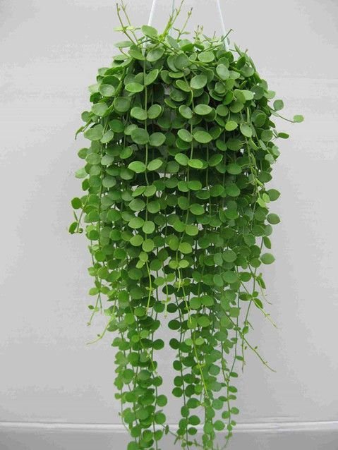 Pilea Cadente in gomma - Sconti per Fioristi e Aziende -  H 90 Artificiale