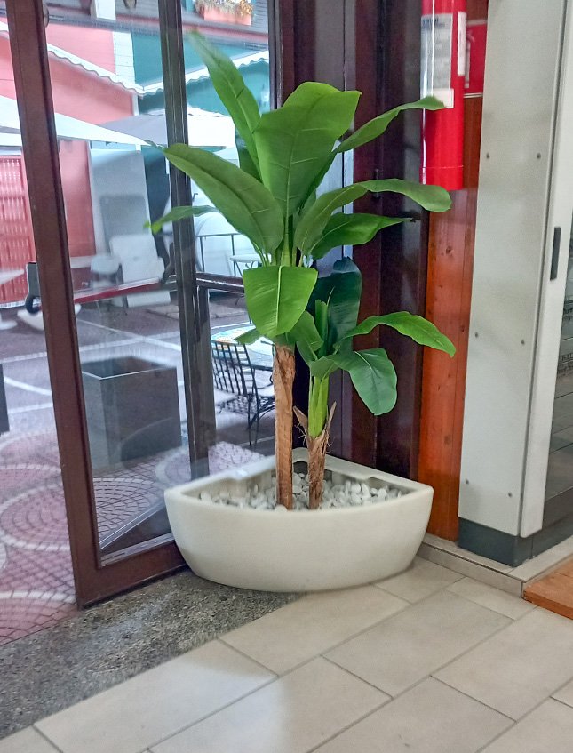 Banano x 3 H 150 w/21 Lvs - Sconti per Fioristi e Aziende . - Artificiale con vaso