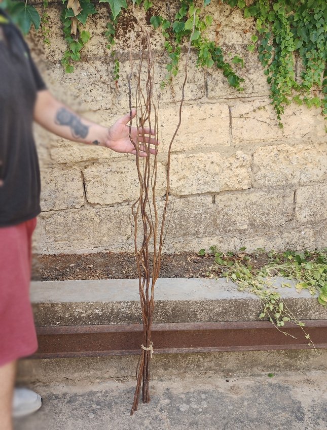 Nocciolo Contorto H 300 x 5  - Sconti per Fioristi e Aziende - Salix Eillow naturale