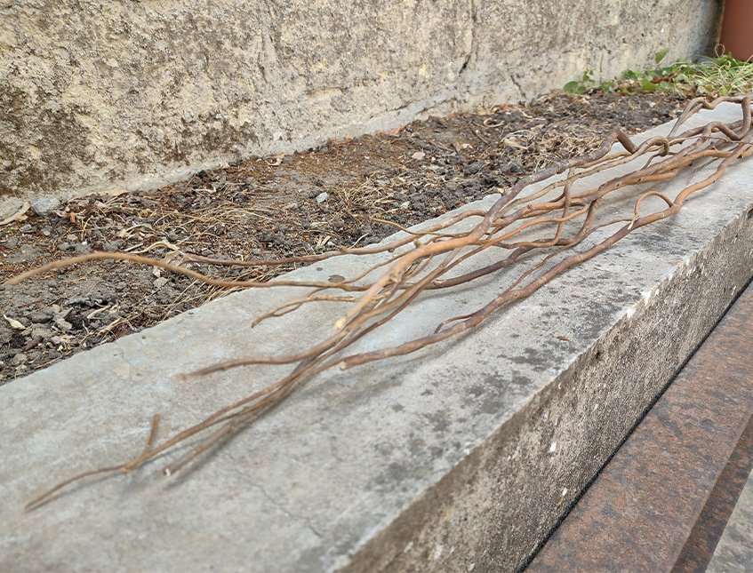 Nocciolo Contorto H 300 x 10 - Sconti per Fioristi e Aziende - Salix Willow naturale
