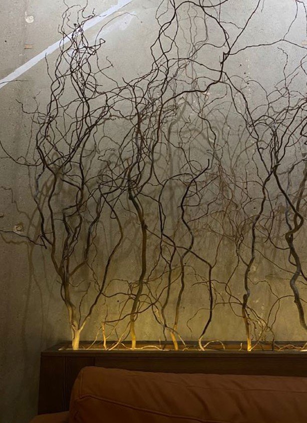 Nocciolo Contorto H 300 x 5  - Sconti per Fioristi e Aziende - Salix Eillow naturale