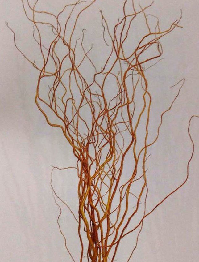 Nocciolo Contorto H 300 x 5  - Sconti per Fioristi e Aziende - Salix Eillow naturale