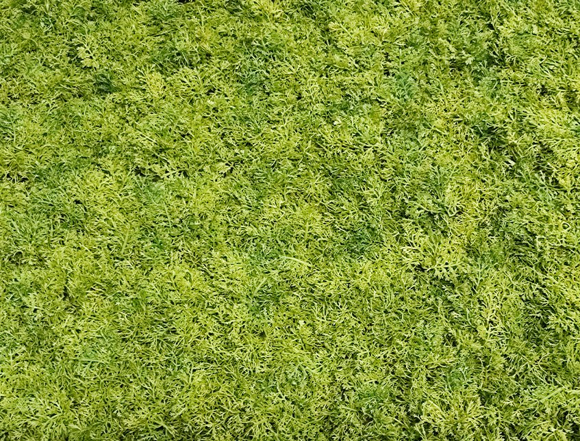 Pannello Muschio cm. 50x50 - Sconti per Fioristi e Aziende . - Artificiale Gommato