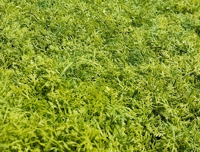Pannello Muschio cm. 50x50 - Sconti per Fioristi e Aziende . - Artificiale Gommato