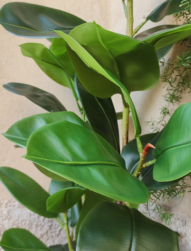 Ficus Elastica Verde H 150 - Sconti per Fioristi e Aziende . - Artificiale con vaso
