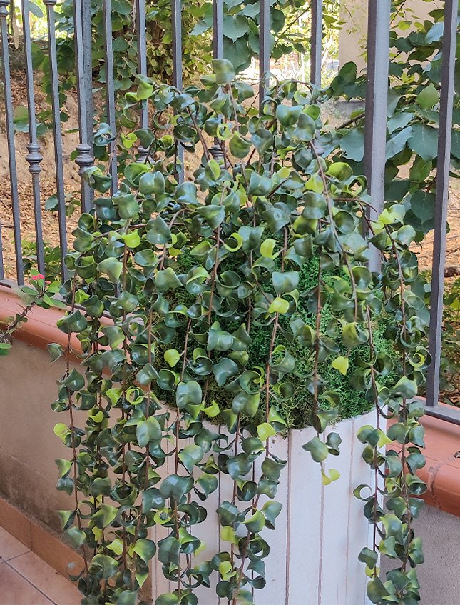 Kokedama Barock H 100  - Sconto per Fioristi e Aziende . - Su sfera Dm. 30