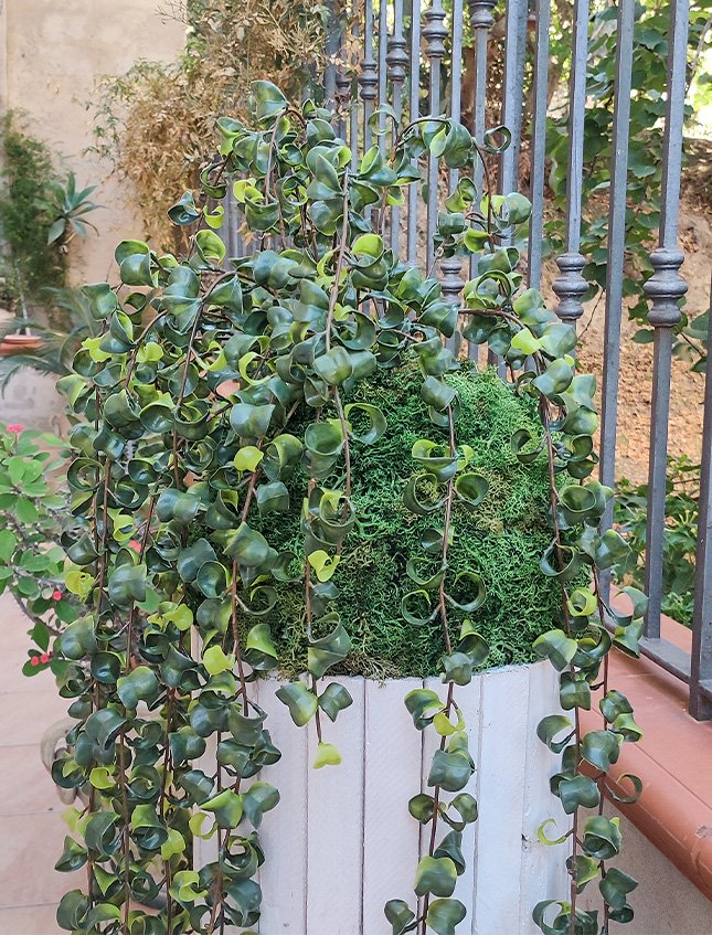 Kokedama Barock H 100  - Sconto per Fioristi e Aziende . - Su sfera Dm. 30