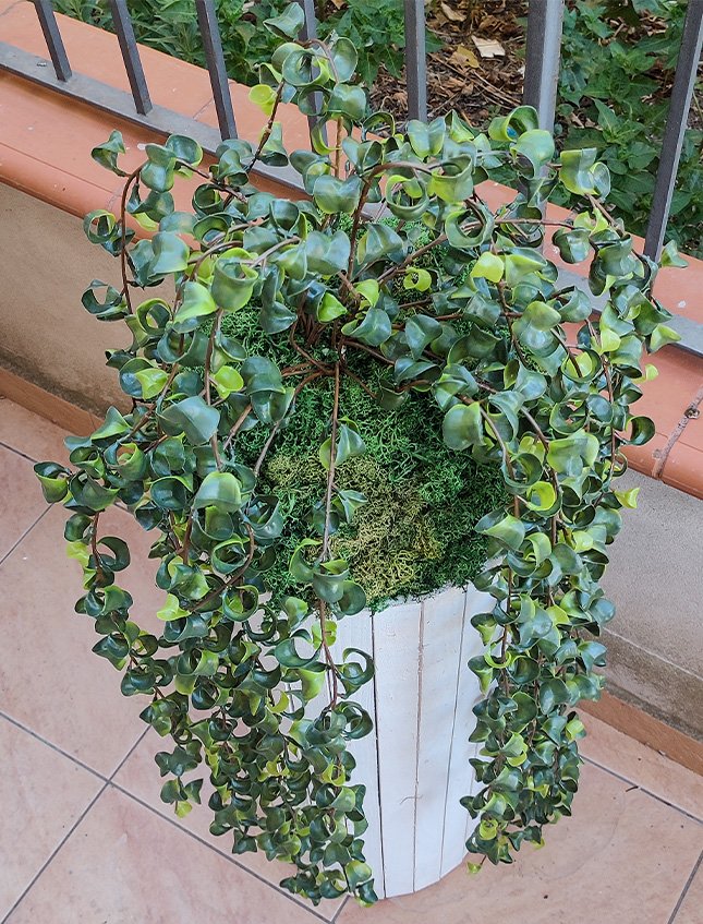 Kokedama Barock H 100  - Sconto per Fioristi e Aziende . - Su sfera Dm. 30