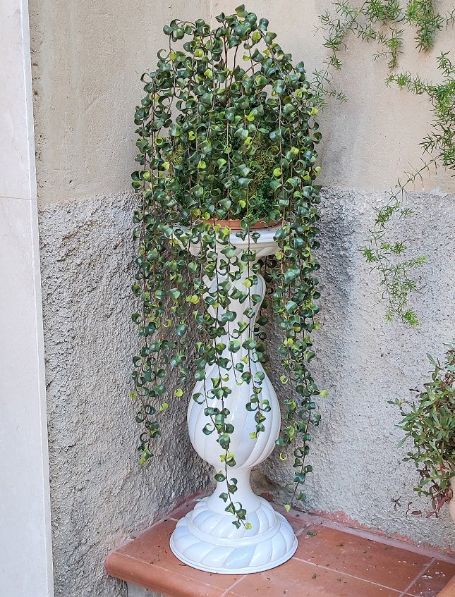 Kokedama Barock H 100  - Sconto per Fioristi e Aziende . - Su sfera Dm. 30