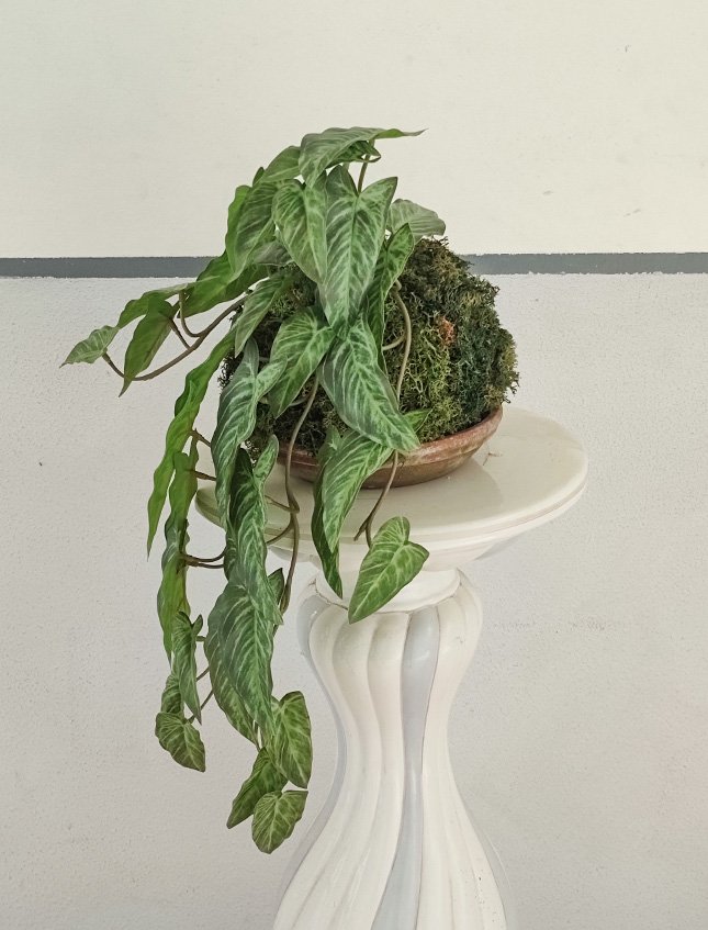 Kokedama Alocasia H 48 - Sconto per Fioristi e Aziende . - In Poliester dm. 28