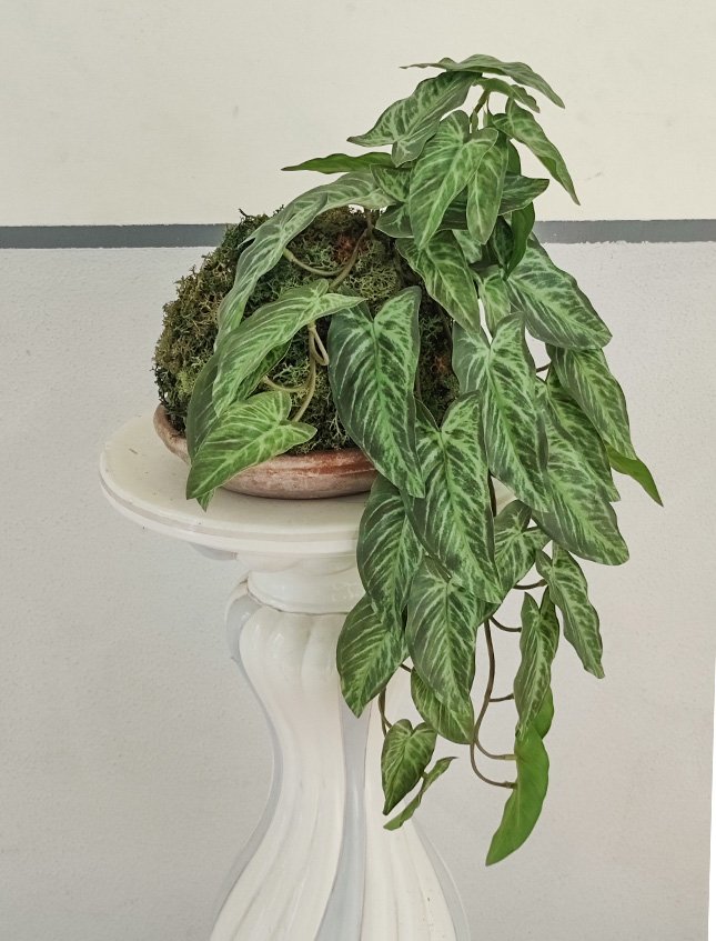 Kokedama Alocasia H 48 - Sconto per Fioristi e Aziende . - In Poliester dm. 28