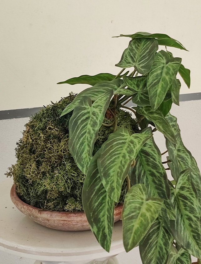 Kokedama Alocasia H 48 - Sconto per Fioristi e Aziende - In Poliester dm. 28