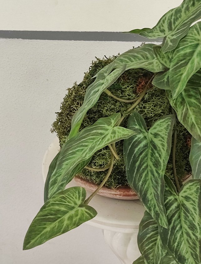 Kokedama Alocasia H 48 - Sconto per Fioristi e Aziende . - In Poliester dm. 28