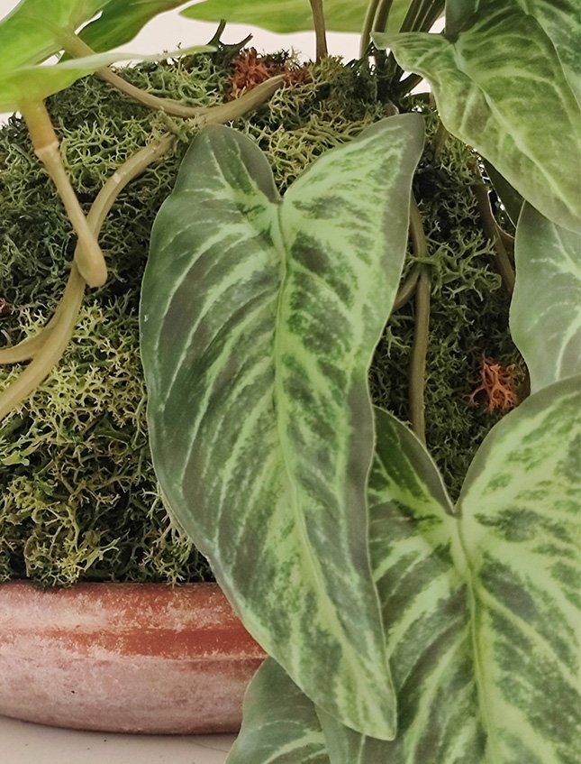 Kokedama Alocasia H 48 - Sconto per Fioristi e Aziende . - In Poliester dm. 28