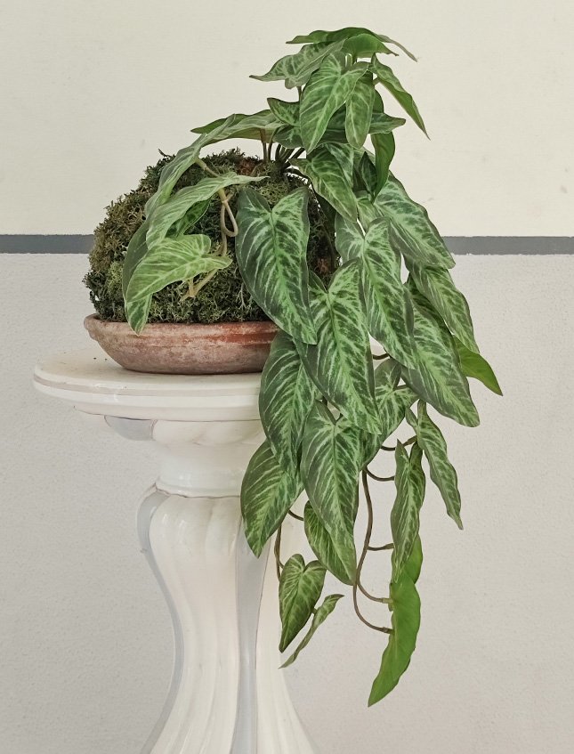 Kokedama Alocasia H 48 - Sconto per Fioristi e Aziende . - In Poliester dm. 28