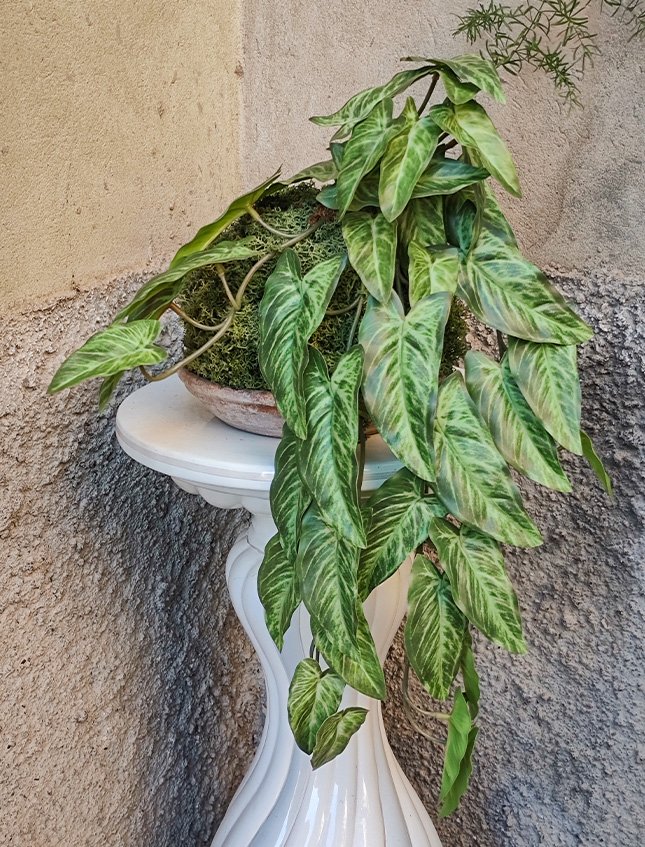 Kokedama Alocasia H 48 - Sconto per Fioristi e Aziende . - In Poliester dm. 28