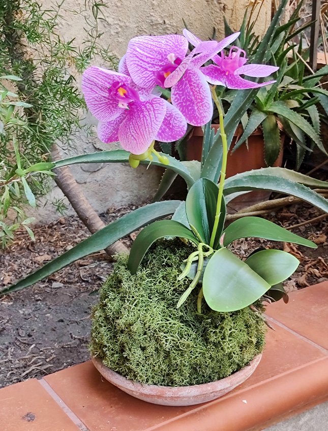 Kokedama Falenopsis H 40 - Sconto per Fioristi e Aziende . - Mauve dm. 20