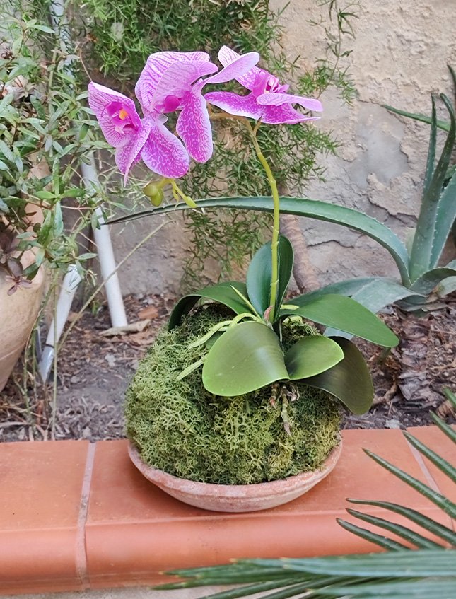 Kokedama Falenopsis H 40 - Sconto per Fioristi e Aziende . - Mauve dm. 20