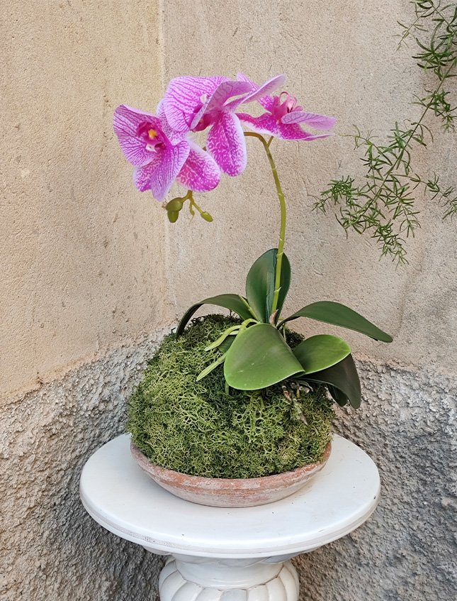 Kokedama Falenopsis H 40 - Sconto per Fioristi e Aziende - Mauve dm. 20