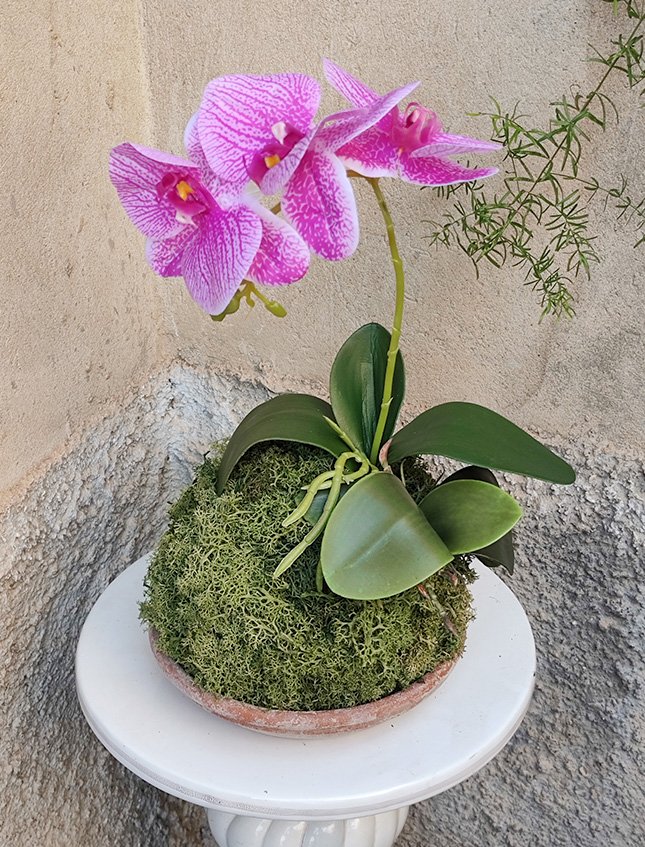 Kokedama Falenopsis H 40 - Sconto per Fioristi e Aziende - Mauve dm. 20