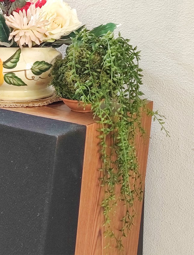 Kokedama Senecio H 75 - Sconto per Fioristi e Aziende . - Dm. 12 in gomma