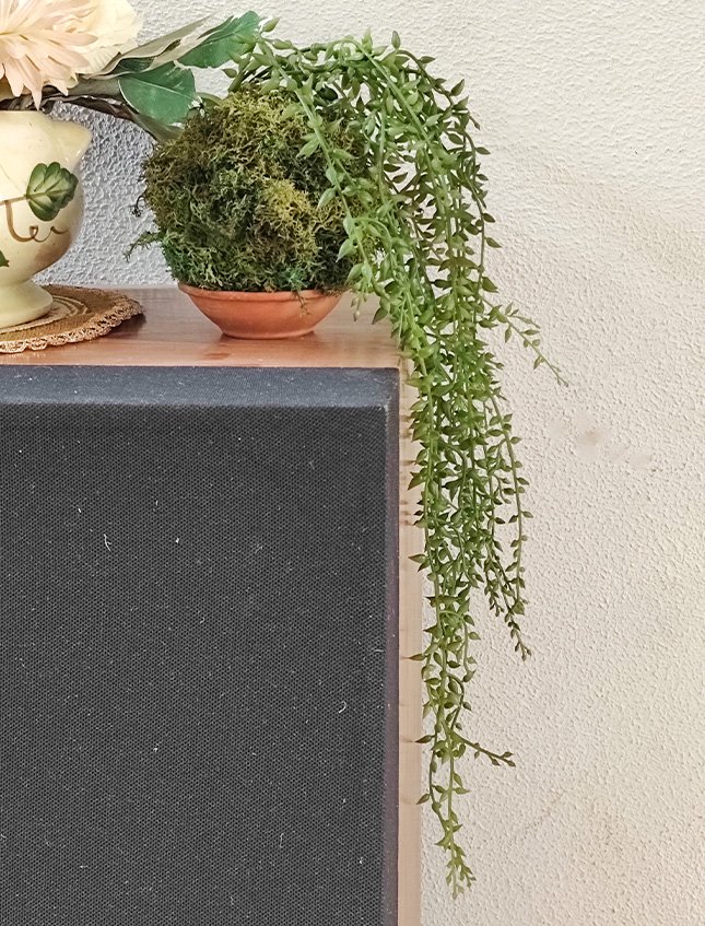 Kokedama Senecio H 75 - Sconto per Fioristi e Aziende . - Dm. 12 in gomma