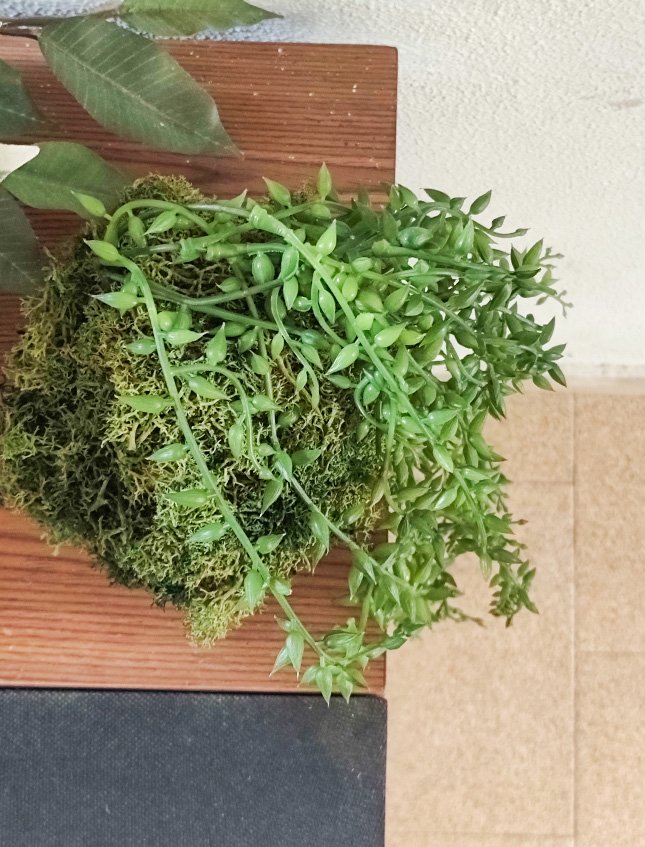 Kokedama Senecio H 75 - Sconto per Fioristi e Aziende . - Dm. 12 in gomma