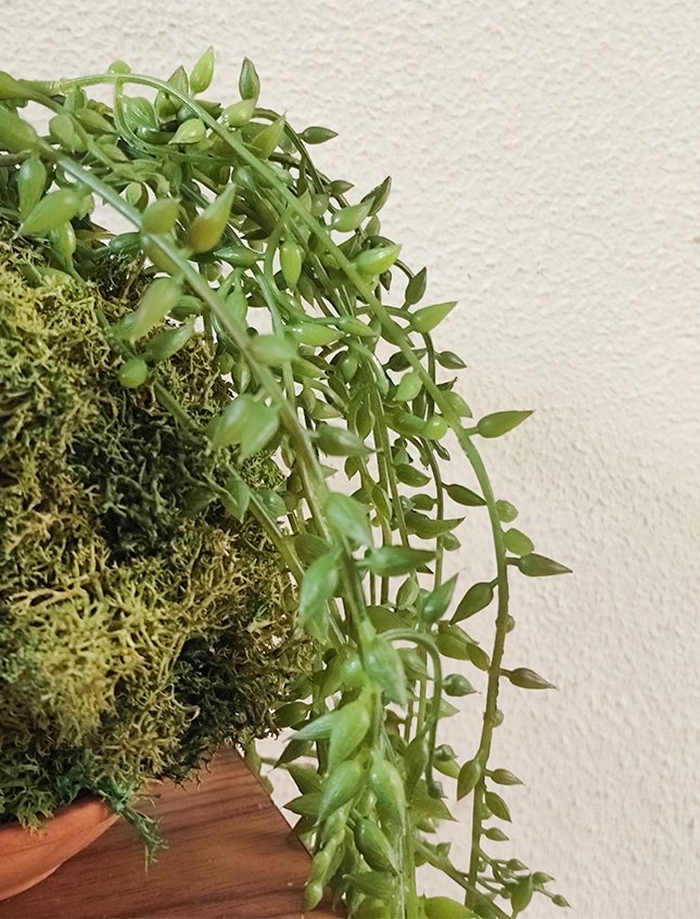 Kokedama Senecio H 75 - Sconto per Fioristi e Aziende . - Dm. 12 in gomma