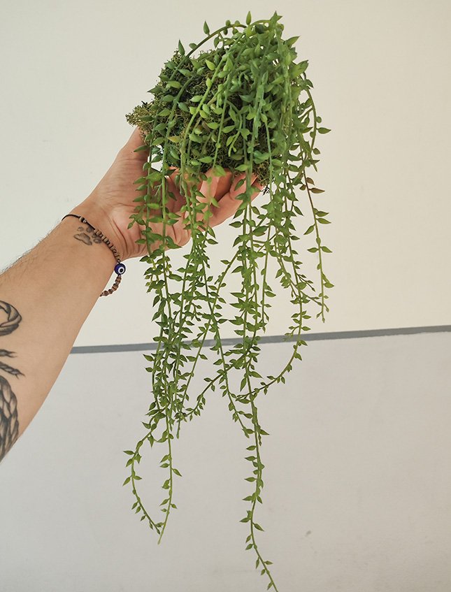 Kokedama Senecio H 75 - Sconto per Fioristi e Aziende - Dm. 12 in gomma