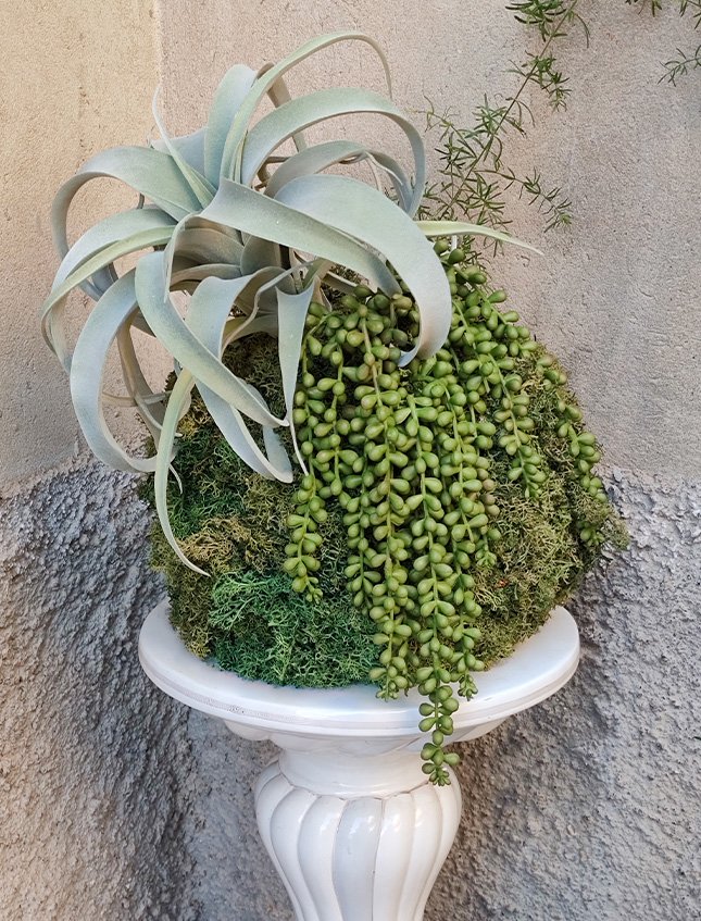 Kokedama Tillanzia H 40 - Sconto per Fioristi e Aziende . - Dm. 30 Con Senecio