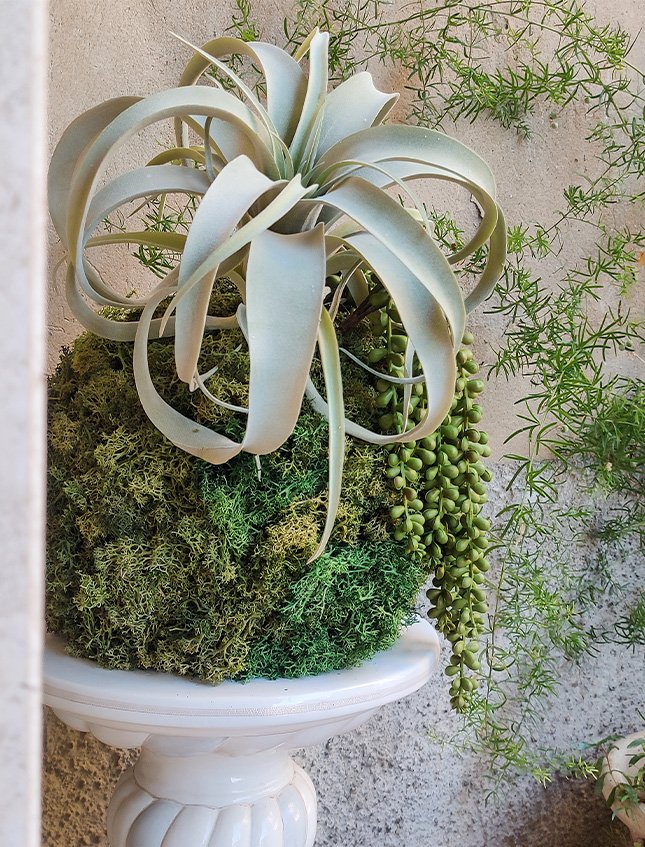 Kokedama Tillanzia H 40 - Sconto per Fioristi e Aziende . - Dm. 30 Con Senecio
