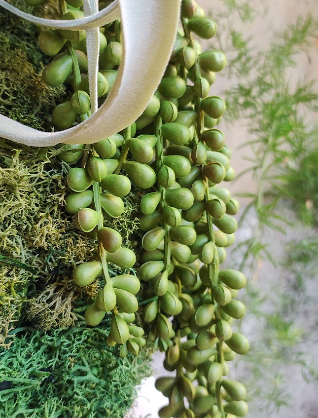 Kokedama Tillanzia H 40 - Sconto per Fioristi e Aziende . - Dm. 30 Con Senecio