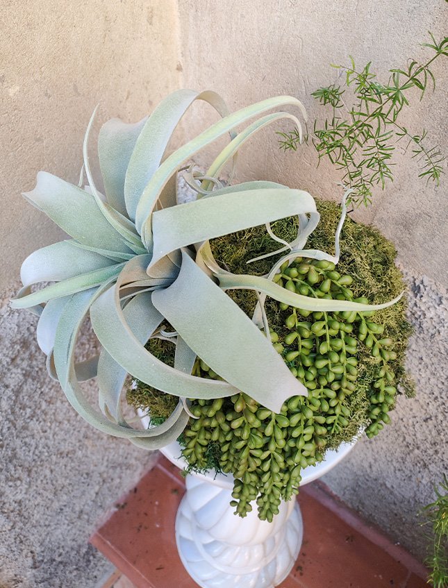 Kokedama Tillanzia H 40 - Sconto per Fioristi e Aziende . - Dm. 30 Con Senecio